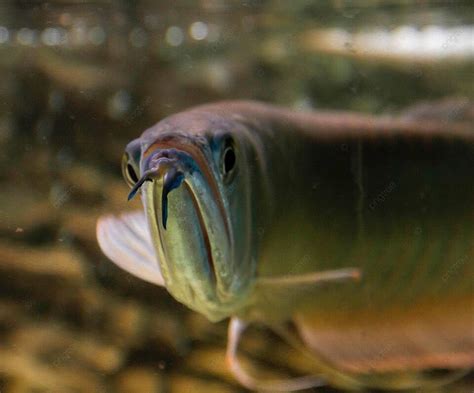 銀龍魚|雙須骨舌魚(銀龍魚):物種學史,形態特徵,棲息環境,生長習性,分布範。